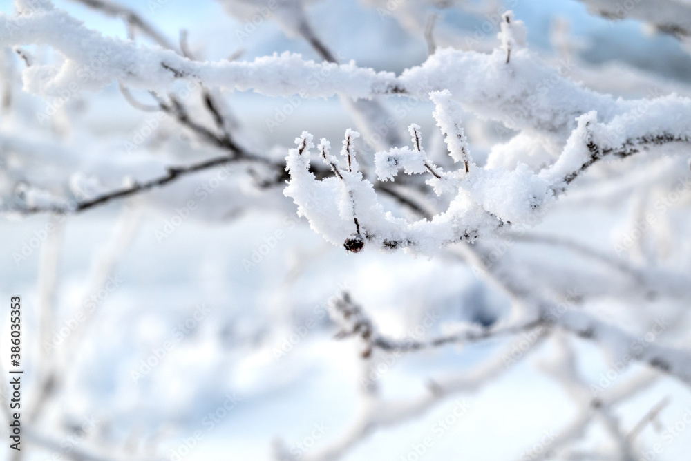 Tree branches covered with frost on the background of snowdrifts. Copy space. Tree branches covered with frost on the background of snowdrifts. Copy space.