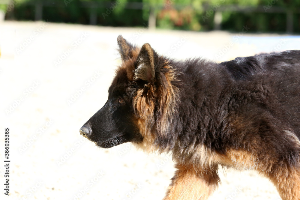 Photo of a black and tan long-haired german shepherd dog during horse training