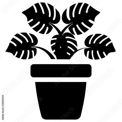 
A pot having plant with tree like leaves, devil's ivy plant 
