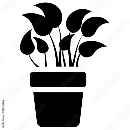 
A pot having plant with tree like leaves, devil's ivy plant 
