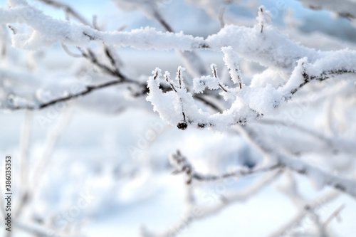 Tree branches covered with frost on the background of snowdrifts. Copy space.