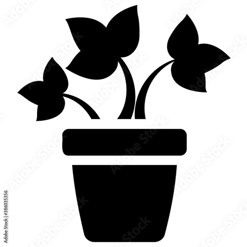 
A pot having plant with tree like leaves, devil's ivy plant 
