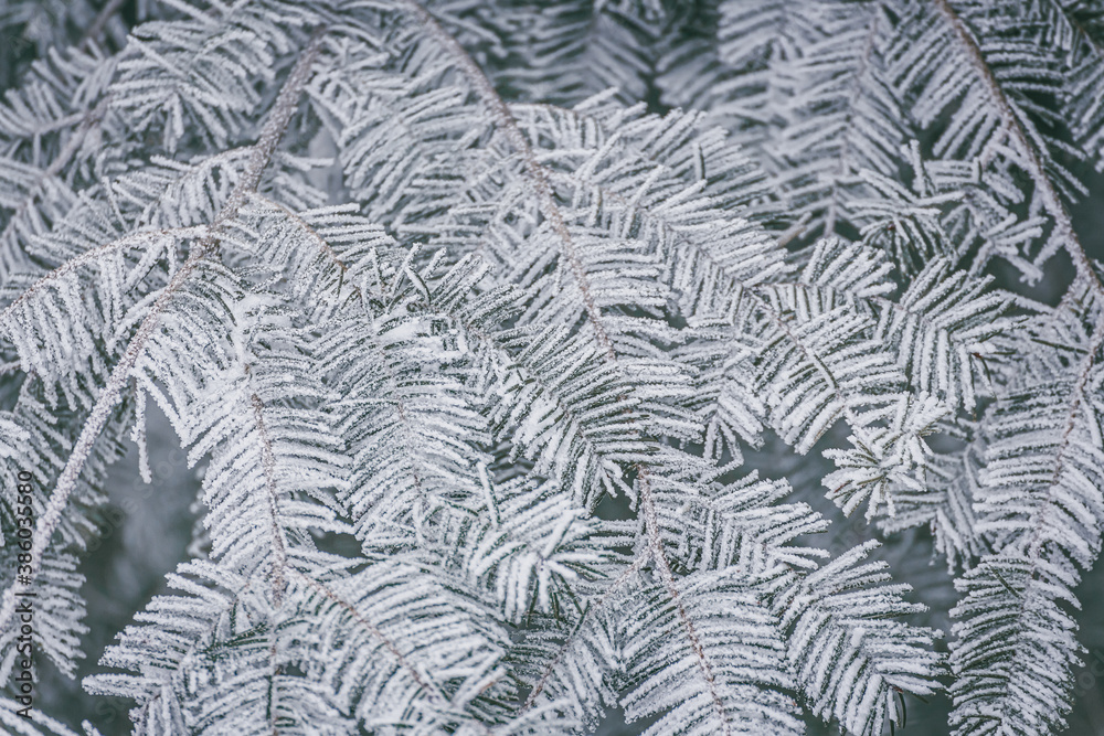 frozen fir tree branches 