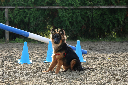 Photo of a black and tan long-haired german shepherd dog during horse training