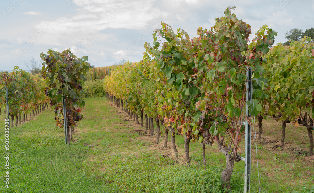 vineyard of the mandrolisai vineyard with autumn colors, arise, central sardinia