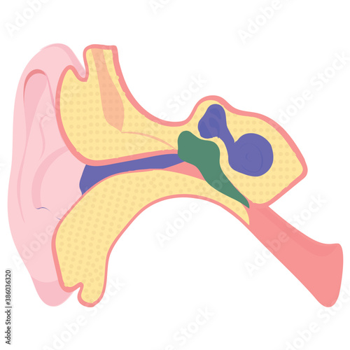 
Internal structure of ear canal is here for ear icon
