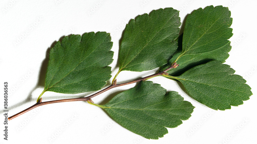 Fototapeta premium green branch leaf on white background