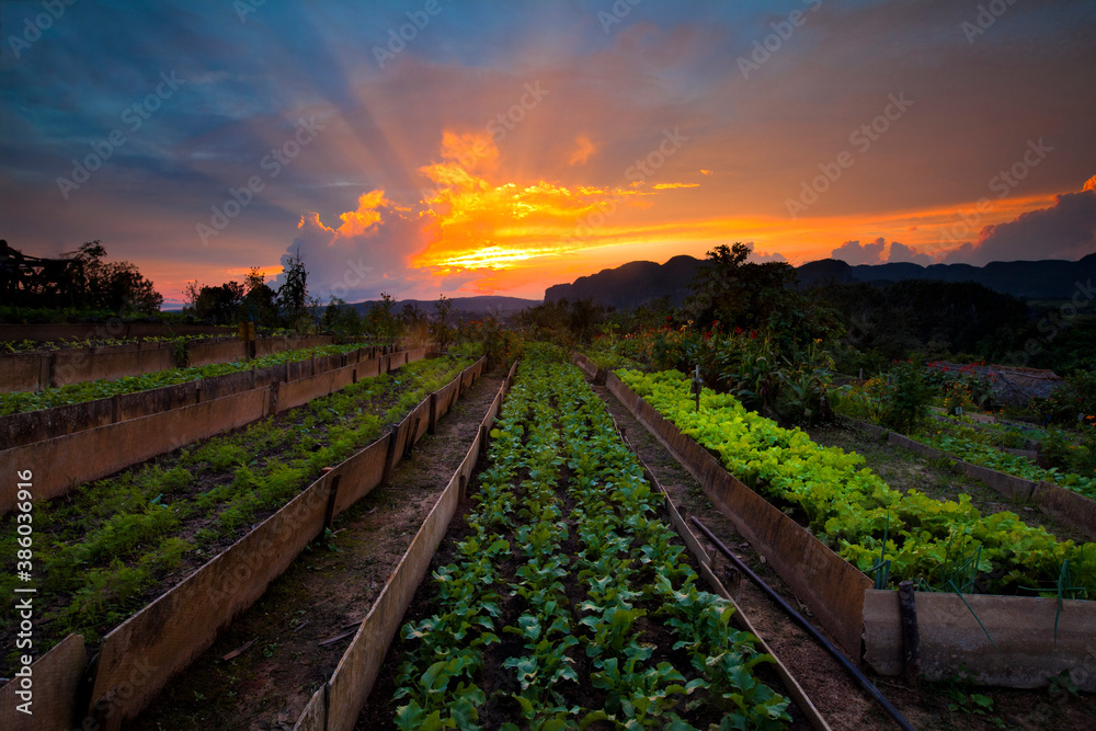 Φωτογραφία Organic produce garden at sunset in the Valley of Silence in Vinales, Cuba