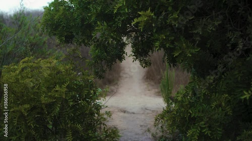 Sandy Trail Through Bushes