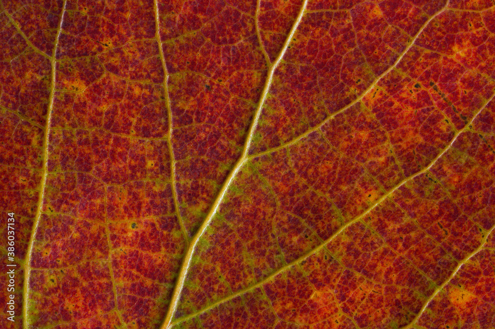 Obraz premium maple leaf texture macro photo