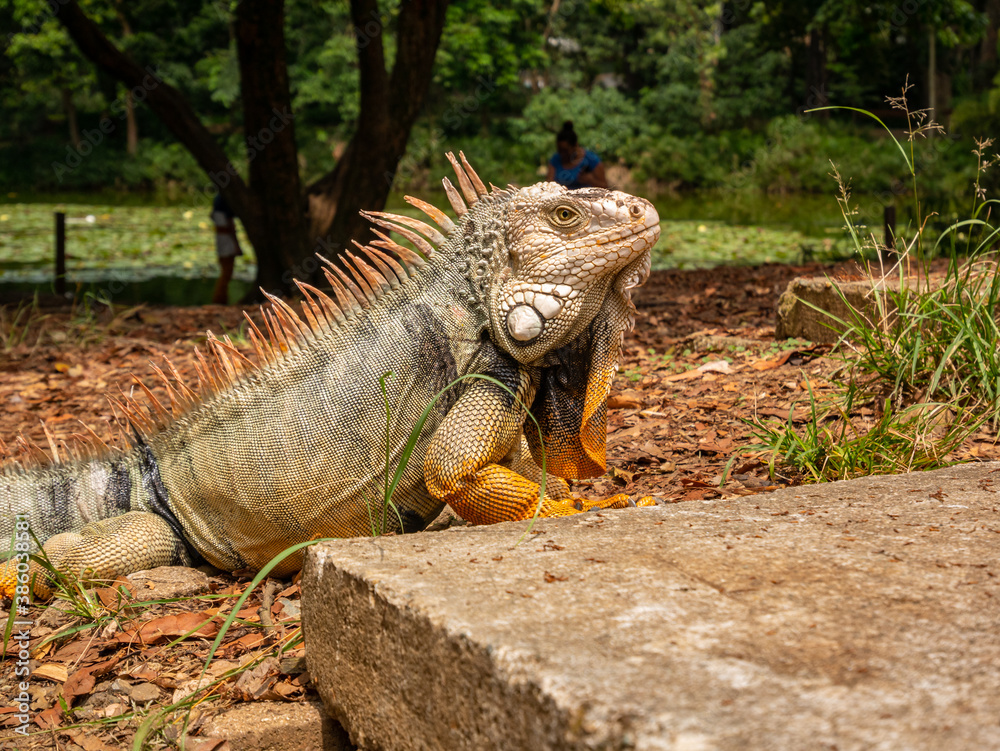 Green Iguana with Yellow Paws is Walking in a Public Garden in Medellin, Colombia Green Iguana with Yellow Paws is Walking in a Public Garden in Medellin, Colombia