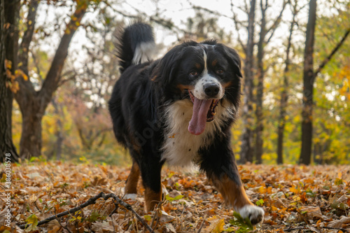 Bernese mountain dog with a lot of yellow autumn leaves around. Dog walk in the park on the fall
