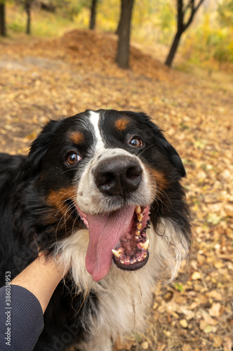 Bernese mountain dog with a lot of yellow  autumn leaves around. Dog walk in the park on the fall © Zkolra