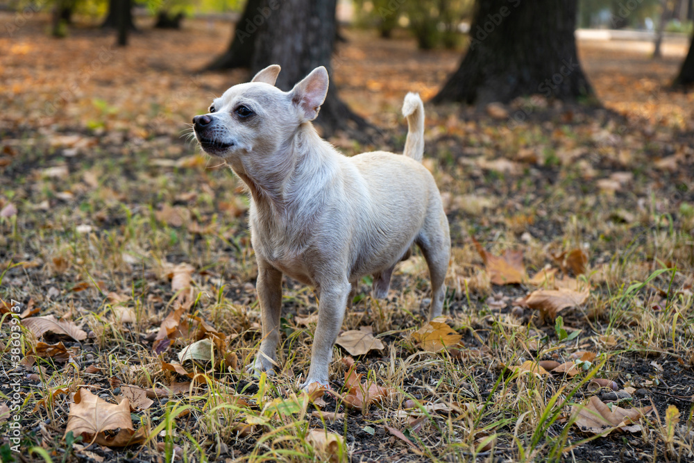 Chihuahua beige smooth-haired dog with a lot of yellow and red autumn leaves around. Dog walk in the park on the fall Chihuahua beige smooth-haired dog with a lot of yellow and red autumn leaves around. Dog walk in the park on the fall