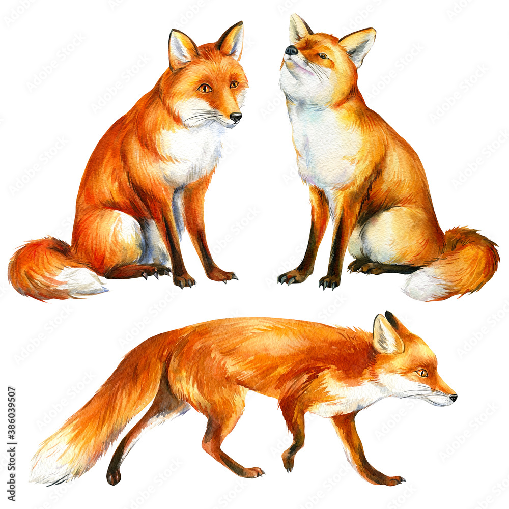 Cut foxes on white background, set of watercolor drawings of animals, fox for print