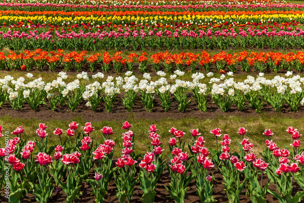 beds with tulips beds with tulips