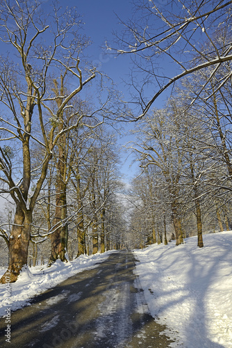 Old trees in winter, Park and deer park around the castle Hukvaldy, Czech Republic photo