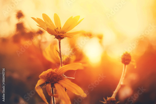 Beautiful yellow flowers fade in the warm autumn days, illuminated by the rays of the setting sun. Warm autumn. ©  Valeri Vatel