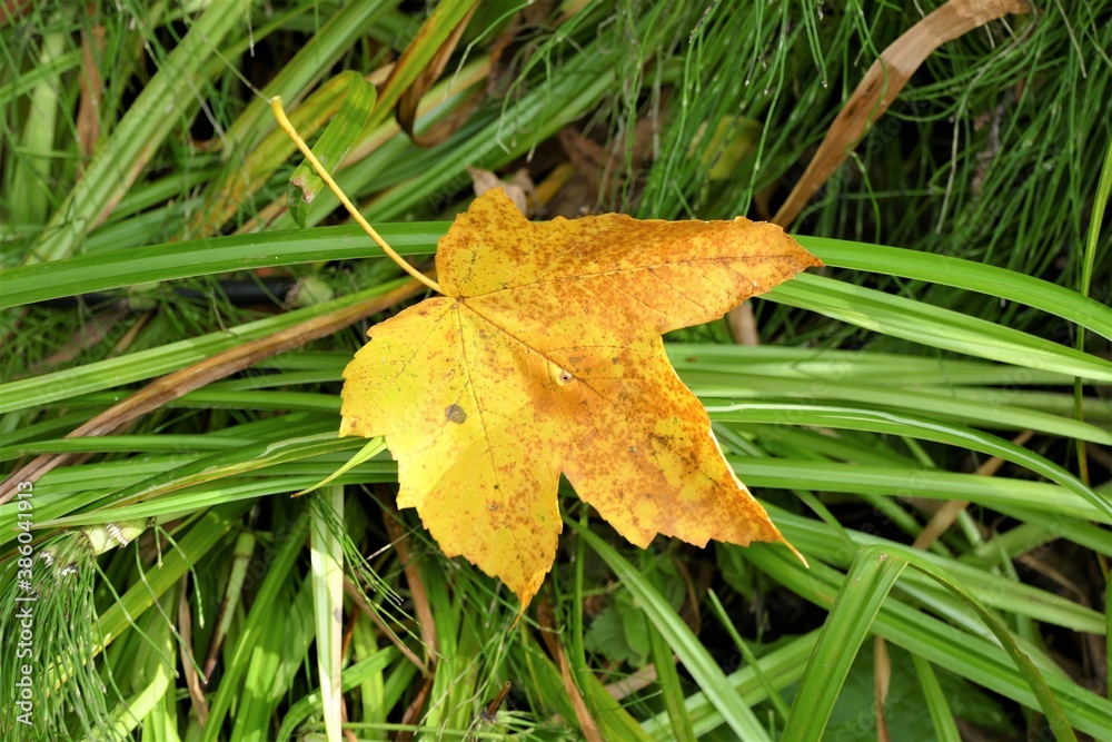 Yellow leaf on the ground in green grass Yellow leaf on the ground in green grass