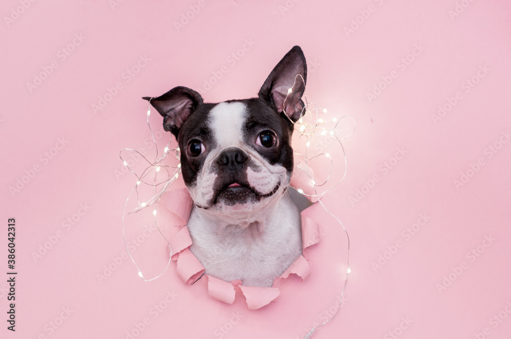 A happy and funny dog's face looks out through a hole in the pink paper with a garland on top. Creative. The concept of new year and Christmas. A happy and funny dog's face looks out through a hole in the pink paper with a garland on top. Creative. The concept of new year and Christmas.