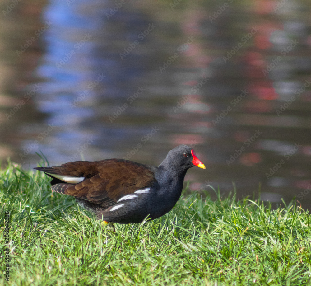 Moorhen at the lake