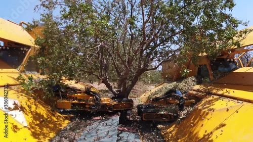 Almond tree harvest using a special agriculture combine that shakes the tree and drops the fruit. Slow Motion.