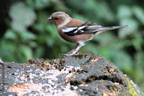 A close up of a Chaffinch