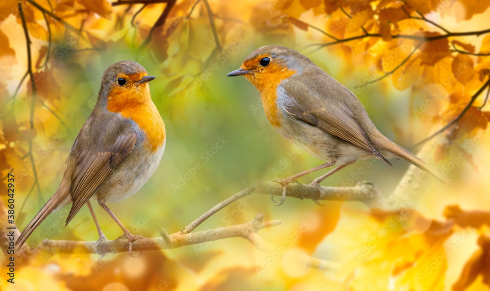 Red Robin (Erithacus rubecula) birds close up in a forest