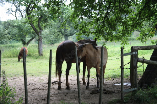 Horses on a pasture paddock