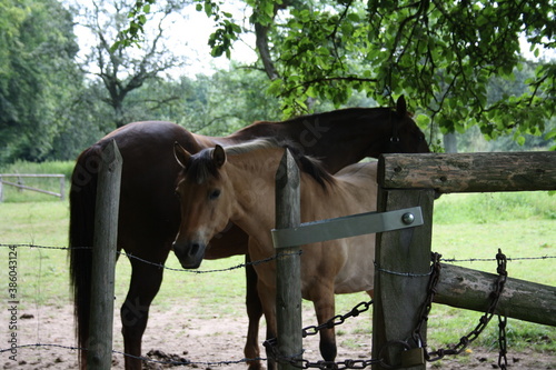 Horses on a paddock (close-up)
