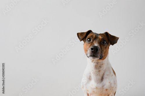 Jack russell terrier looking funny at camera with white background