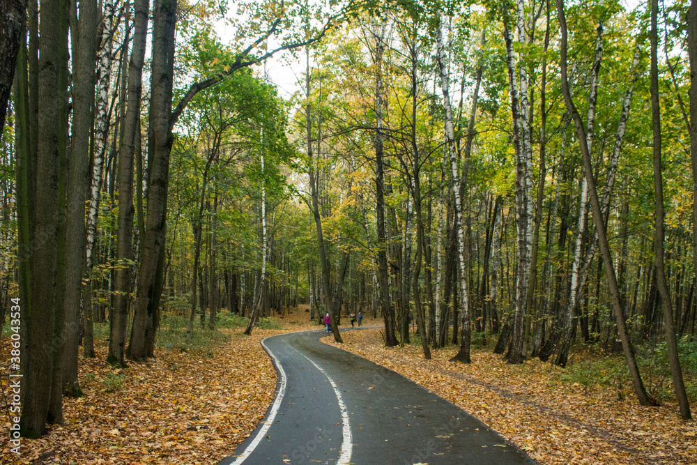 Walking path in a natural Park with fallen autumn leaves and tree trunks and space for copying Walking path in a natural Park with fallen autumn leaves and tree trunks and space for copying