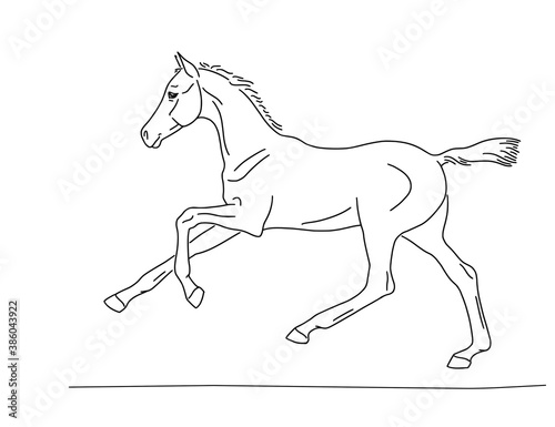 Small foal run gallop on white background, vector illustration