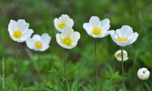 In the wild, Anemone sylvestris blooms in the forest