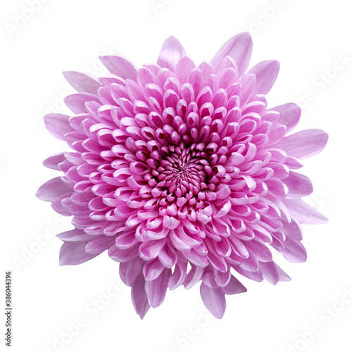 macro photo pink chrysanthemum flower