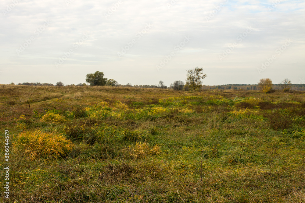 A wide field of tall withering grass and a cloudy sky and space to copy on a Sunny autumn day