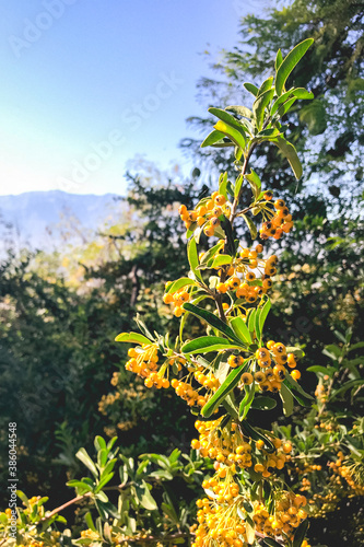 Tree with little orange and yellow fruit in the mountains in a sunny day