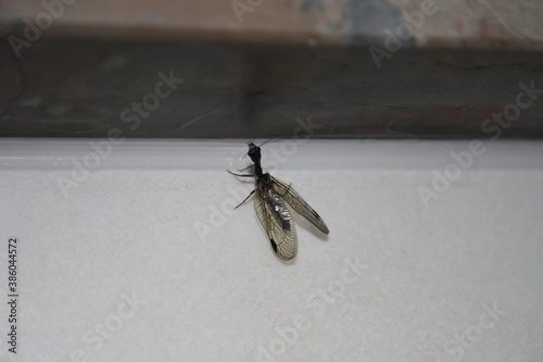 Scorpion fly flexing its fangs