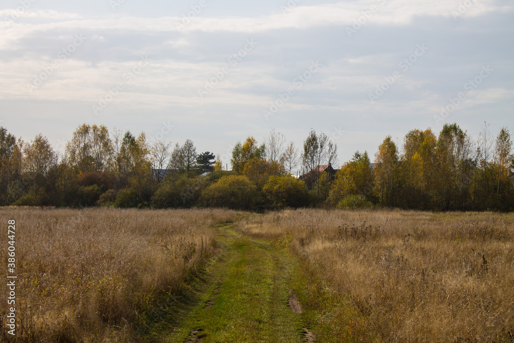 Autumn landscape - road among yellowed trees and overcast sky and space for copying