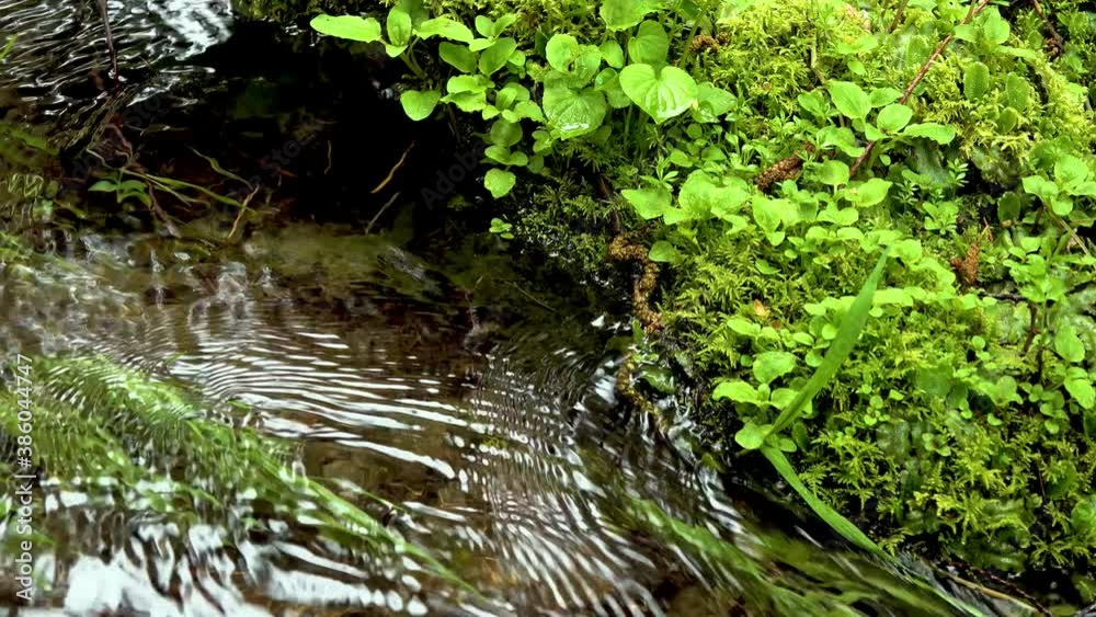 A stream in the rainforest, mosses and ferns grow along the water. United States, Washington State A stream in the rainforest, mosses and ferns grow along the water. United States, Washington State