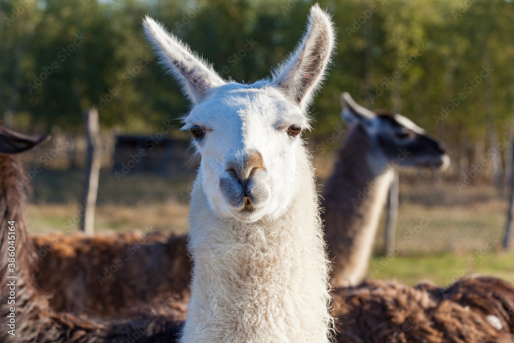 Obraz premium White and gray llamas