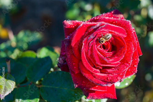 Beautiful red rose flower w...