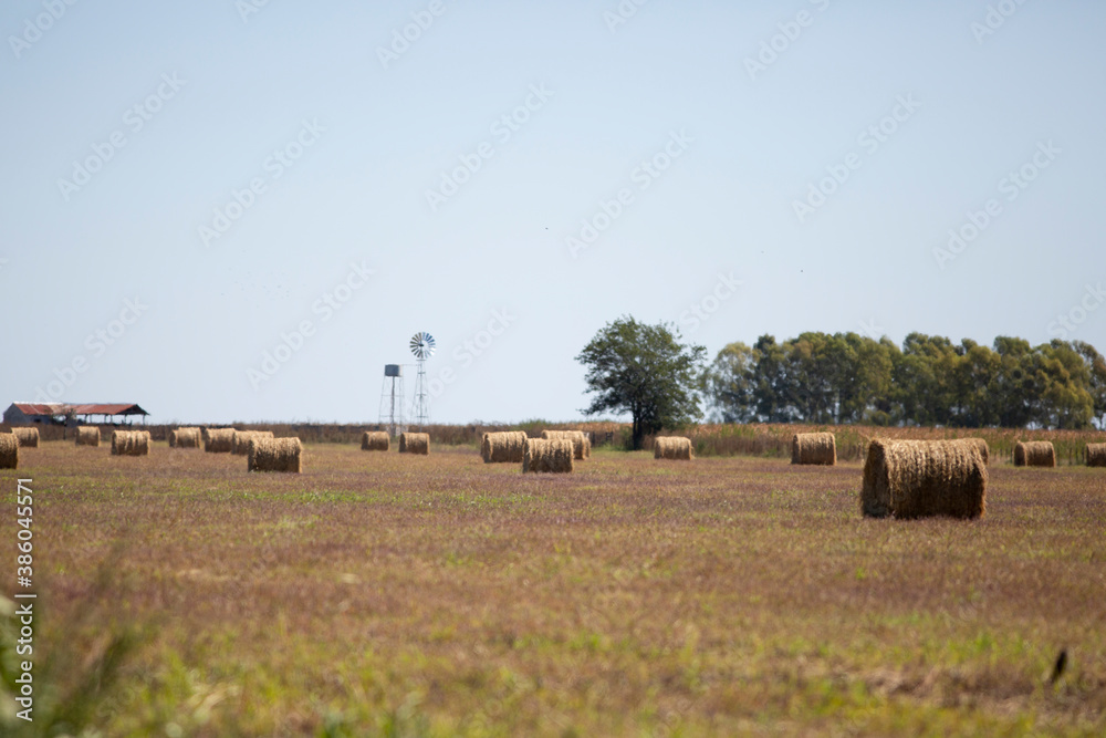 Fototapeta premium rollos de alfalfa para alimentar los animales