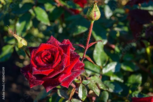 Beautiful red rose flower w...