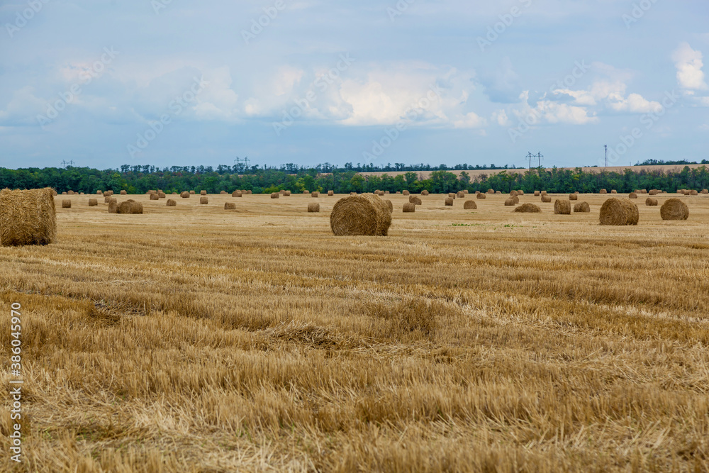yellow haystacks on the field