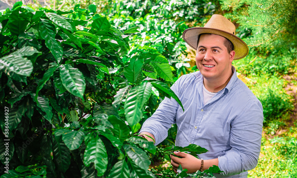 person working in the coffee plants