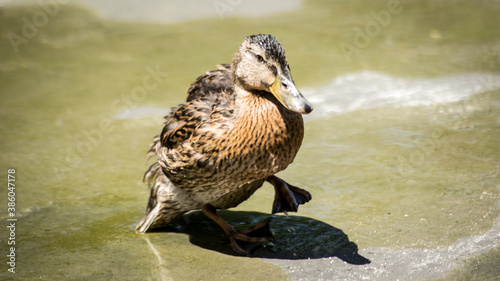 Mallard in El Retiro Park.