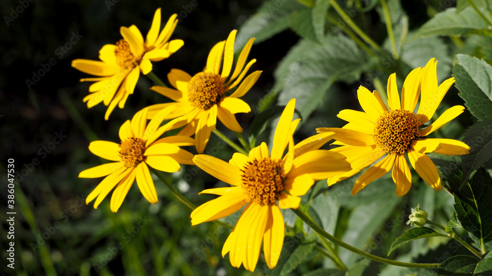 five flowers of yellow Echinacea with green leaves on a summer day . medicinal herbs used in medicine five flowers of yellow Echinacea with green leaves on a summer day . medicinal herbs used in medicine