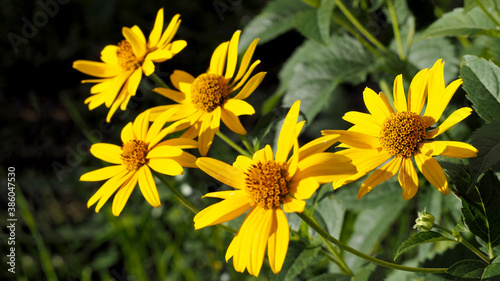 five flowers of yellow Echinacea with green leaves on a summer day . medicinal herbs used in medicine