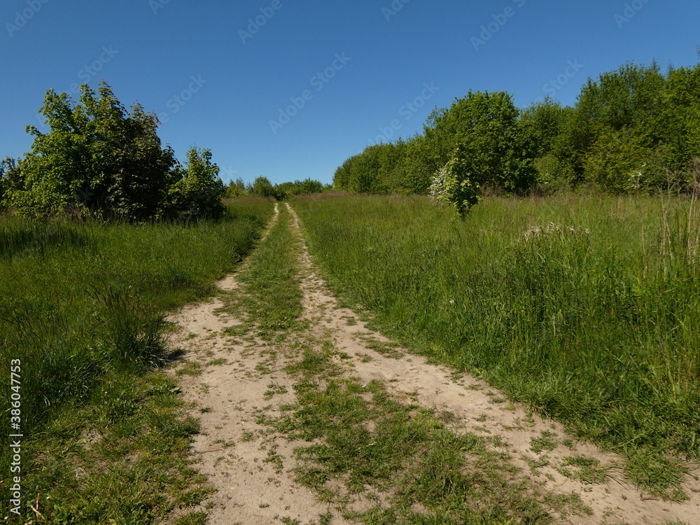 Dirt road in a green meadow at the edge of woodlet under blue sky, Gdansk, Poland